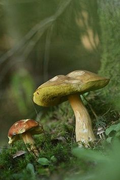 two mushrooms sitting in the grass near each other