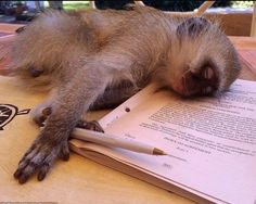 a monkey laying on top of an open book