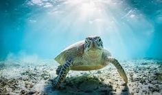 a sea turtle swimming in the ocean with sunlight shining down on it's back