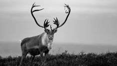 a black and white photo of a deer with antlers