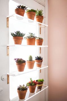 a shelf filled with potted plants in front of a door