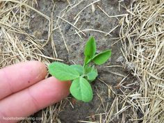 a hand is holding a small plant in the dirt with straw and grass around it