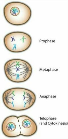 an image of different stages of the human cell membranes and their functions in life