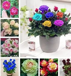 many different types of flowers are shown in this collage with images of them being displayed