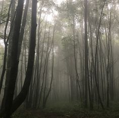 foggy forest with trees and leaves on the ground