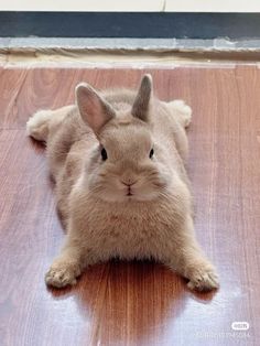 a rabbit is laying on the floor with its head turned to look like it's looking at the camera