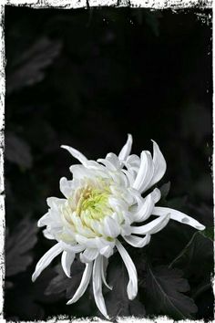 a large white flower with green center surrounded by leaves and dark background in the foreground