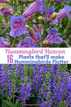 purple flowers with the title hummingbird heaven plants that'll make hummingbirds flutter