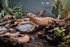 a lizard is sitting on top of some rocks in a planter with cacti and succulents