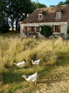 three white chickens walking in front of a small stone house with windows and shutters