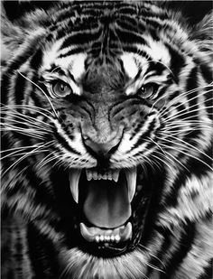 a black and white photo of a tiger with it's mouth open showing teeth