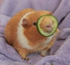 a hamster with a cucumber in its mouth sitting on a purple blanket