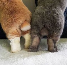 two cats standing next to each other on a white carpeted floor and one cat has it's paw on the back of another cat