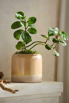 a potted plant sitting on top of a table