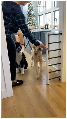 a woman petting two small dogs on the floor