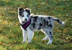 a small black and white dog standing in the grass