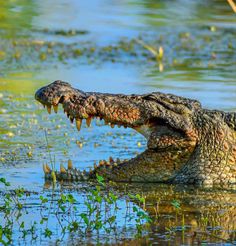 an alligator with its mouth open in the water