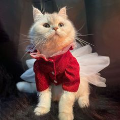 a white cat wearing a red and white dress