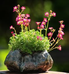 small pink flowers growing out of a rock