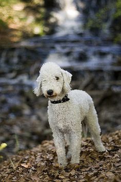 a small white dog standing on top of leaf covered ground next to a river and waterfall