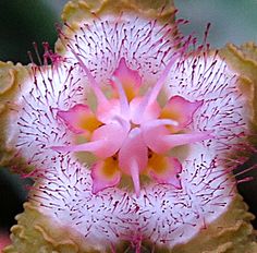 a pink and white flower with green leaves in the backgrounnd, close up