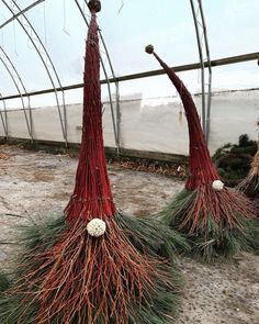 two red plants with green stems and white flowers on them in the middle of a greenhouse