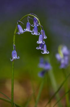 purple flowers are growing in the grass