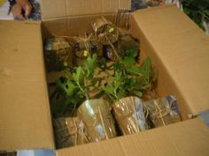 an open cardboard box filled with plants and wrapped in plastic