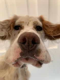 #englishsetter #setteranglais #setter #setteranglais #setter #englishsetter #setteringles #dog #doglove English Setter Aesthetic, English Setter Puppy, Proof Of God, Cute Doggos, Sweet Like Candy, Pretty Dogs, Best Dog Breeds