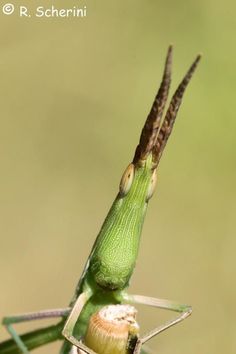 a close up of a green insect on a plant