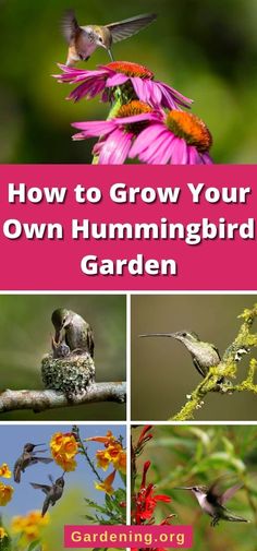 birds and flowers with text overlaying how to grow your own hummingbird garden