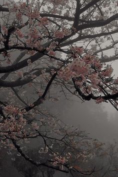 a tree with pink flowers in the fog