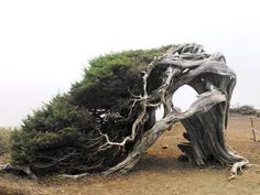 a tree that has been bent over by the wind