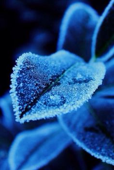 a blue flower with frost on it's petals