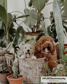 Over 50 plants that are safe for cats and dogs and other pets! Urban Jungle Bedroom, Interior Inspiration Living Rooms, Handmade Planter, Indoor Jungle, City Illustration, Friday Feeling, Plant Powered, Visual Representation, Cats And Dogs