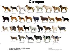 an image of dogs in russian language on a white background with the words, dog breeds