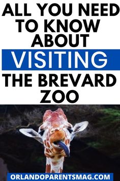 a giraffe with the words, all you need to know about visiting the brevad zoo