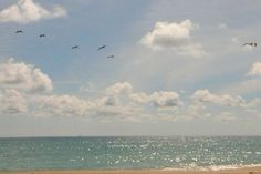 several birds flying over the ocean on a sunny day with blue sky and white clouds