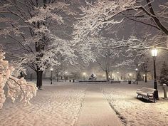 snow covered trees and benches in a park at night