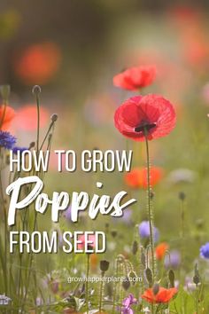 an image of flowers with the words how to grow poppies from seed on it