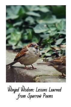 two small birds sitting on the ground next to green plants and leaves with words that read winged wisdom lessons learned from sparrows