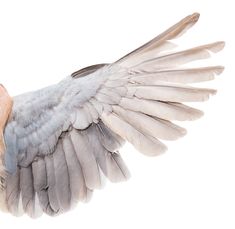 a large bird with its wings spread out and it's eyes closed in front of the camera