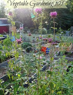 the garden is full of plants and flowers