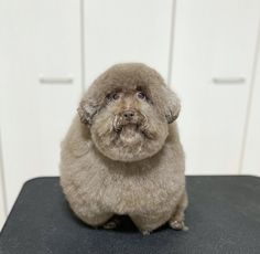 a small dog sitting on top of a black table