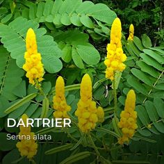 GRAINES - Dartrier (Senna alata) Cassia Alata