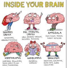 an image of the brain with different parts labeled in each section, including words and pictures