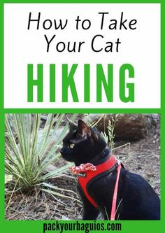 a black cat wearing a red harness with text overlay reading how to take your cat hiking