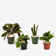 four potted plants in different colors and sizes