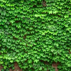 green ivy growing on the side of a brick wall