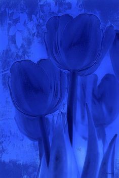 three blue tulips in a glass vase on a countertop, against a blue background